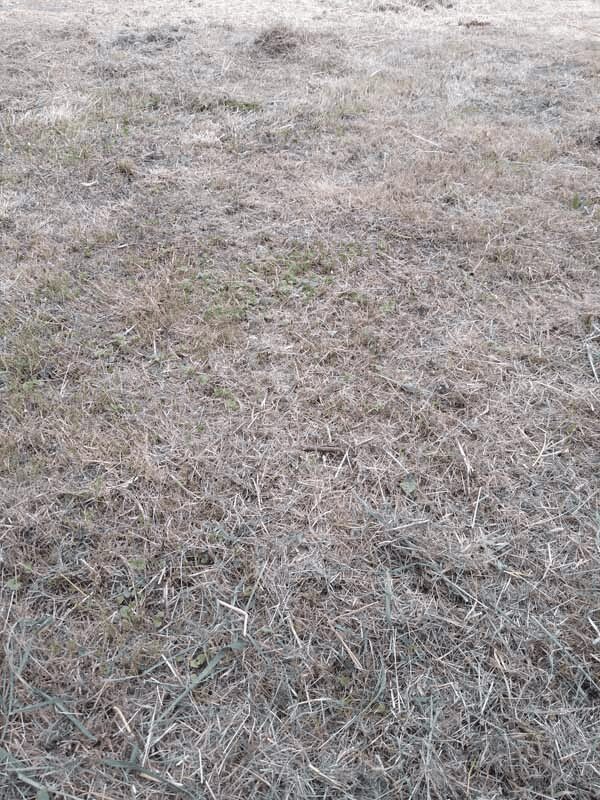A Dried Grass Ground Close Up View