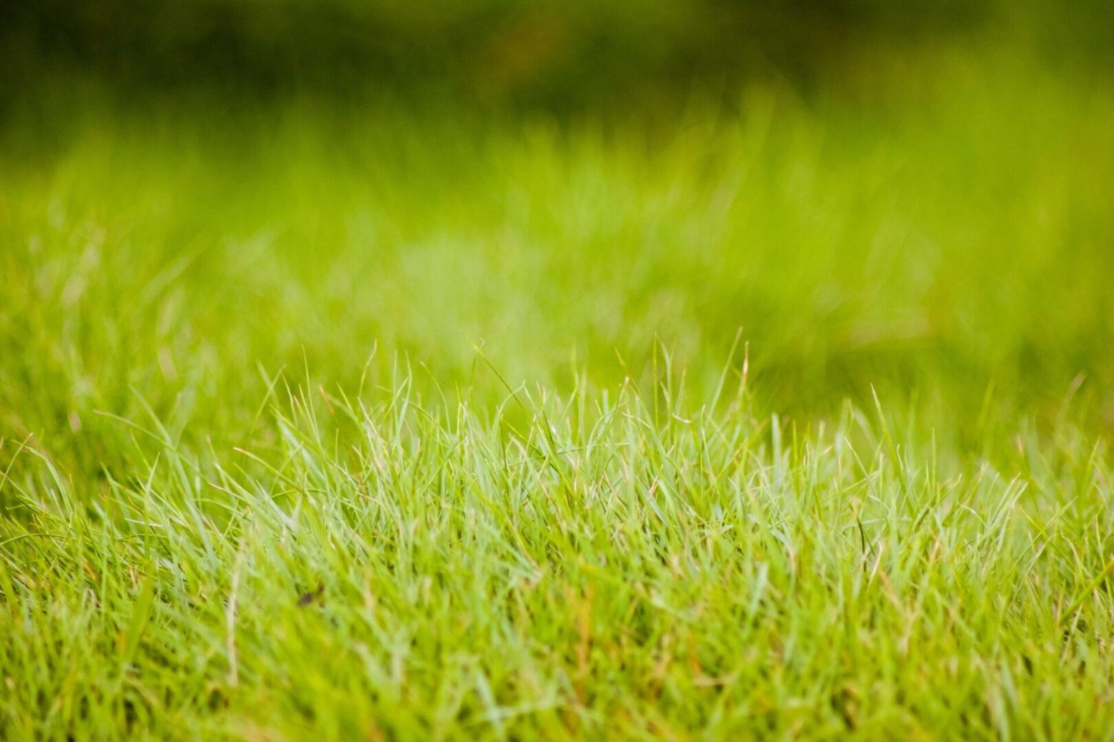 A close-up view of grass